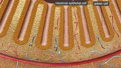 The large intestine includes the colon, rectum and anus. Stock Illustration