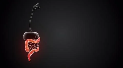 Large intestine with internal organs loopable Illustrazione stock