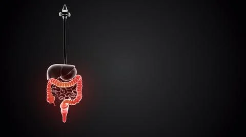 Large intestine with internal organs loopable Stock Illustration