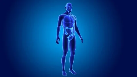 Large intestine with organs Stockbeeldmateriaal 74468671