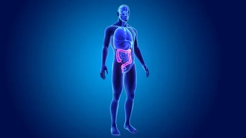 Large intestine with organs Stockbeeldmateriaal 74469359