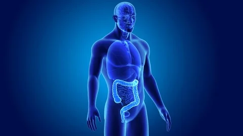 Large intestine with organs Stockbeeldmateriaal 74472039