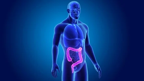 Large intestine with organs Stockbeeldmateriaal 74472041