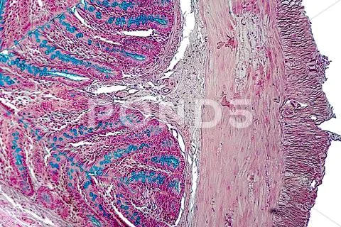 Large intestine of a rat Stock Photos