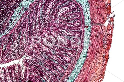 Large intestine of a rat Stock Photos