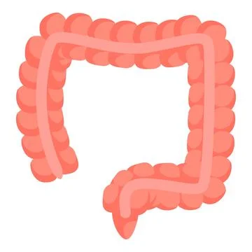 Large intestine showing appendix representing digestive system and healthcare 스톡 일러스트