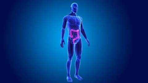 Large intestine with skeleton Stockbeeldmateriaal 74470137