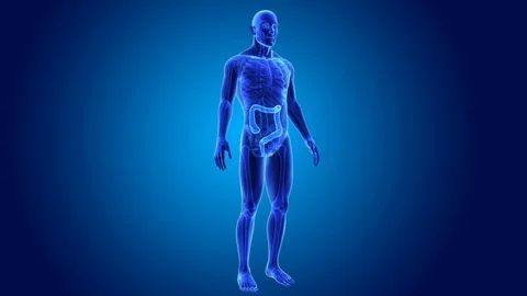 Large intestine with skeleton Stockbeeldmateriaal 74470162