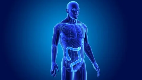Large intestine with skeleton Stockbeeldmateriaal 74473217