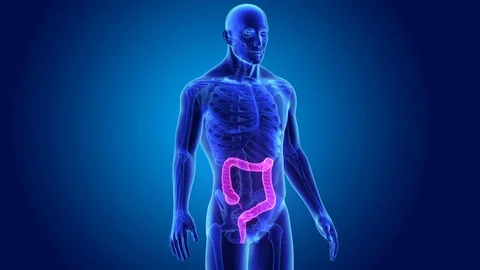 Large intestine with skeleton Stockbeeldmateriaal 74473444