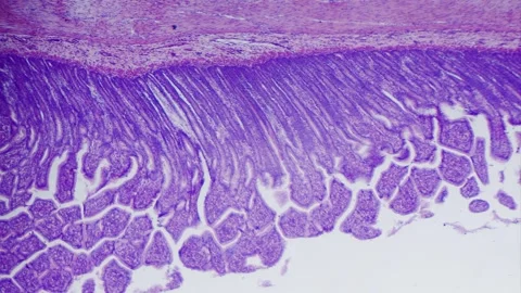 Large intestine transverse section 库存影片 291963695