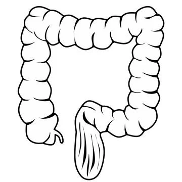 Large intestine vector Stockillustratie