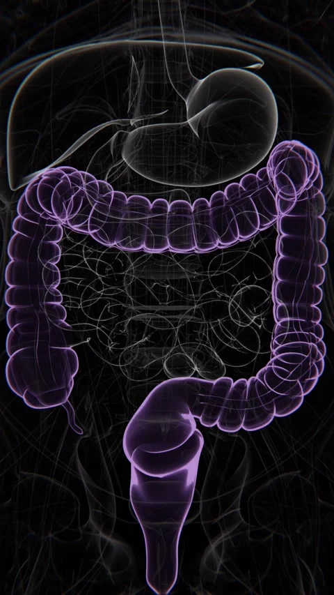 Large intestine Vertical Video | Large intestine Animation Concept Video | Stock Footage 278454473