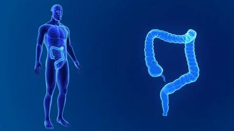 Large intestine zoom with organs Stockbeeldmateriaal 74472281