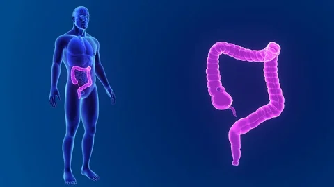 Large intestine zoom with organs Stockbeeldmateriaal 74472399