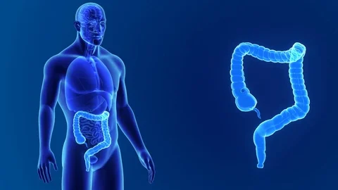 Large intestine zoom with organs Stockbeeldmateriaal 74474130