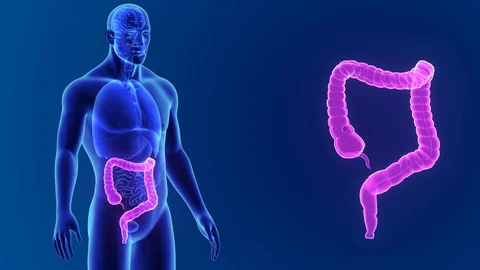 Large intestine zoom with organs Stockbeeldmateriaal 74474135
