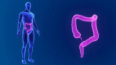 Large intestine zoom with skeleton Stockbeeldmateriaal 74473118