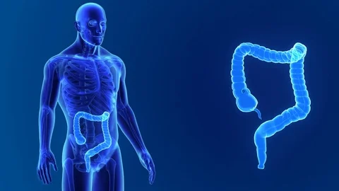 Large intestine zoom with skeleton Stockbeeldmateriaal 74474661