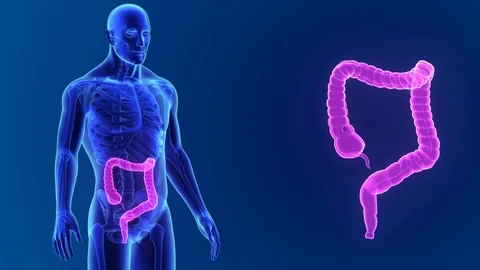 Large intestine zoom with skeleton Stockbeeldmateriaal 74474666
