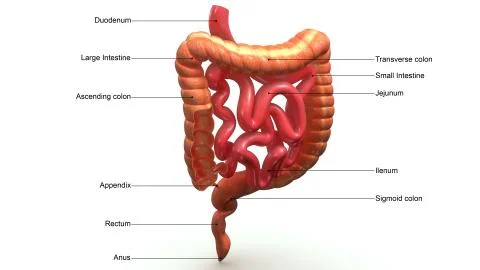 Large Intestines Section aerial Stock Illustration