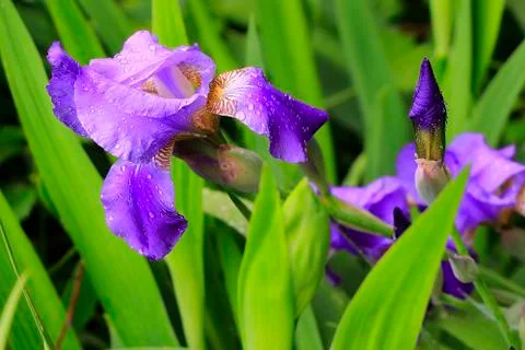 Large iris flower on green background Stock Photos