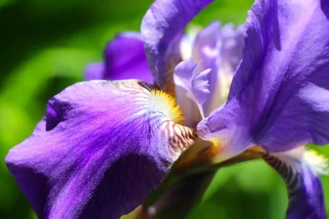 Large iris flower on green background Stock Photos