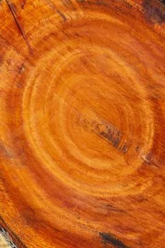 Large irregular tree cut in a circular circle pattern on wood texture backgro Stock Photos