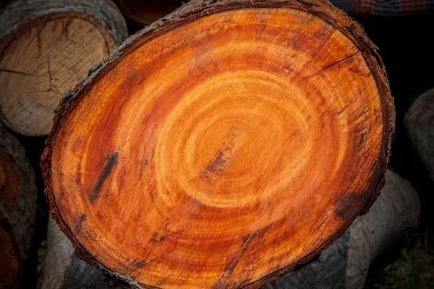 Large irregular tree cut in a circular circle pattern on wood texture backgro Stock Photos