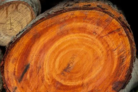 Large irregular tree cut in a circular circle pattern on wood texture backgro Stock Photos