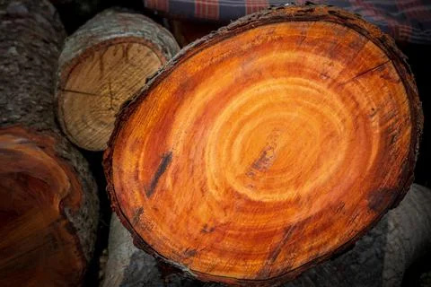 Large irregular tree cut in a circular circle pattern on wood texture backgro Foto stock