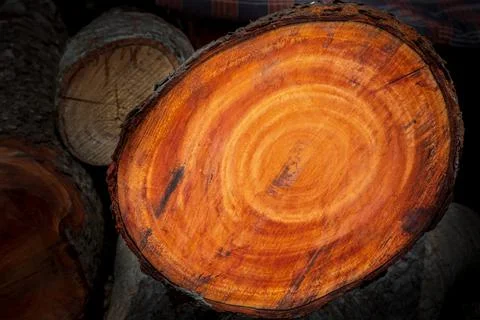Large irregular tree cut in a circular circle pattern on wood texture backgro Foto stock