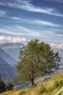 A large isolated tree on the mountain. Stock Photos
