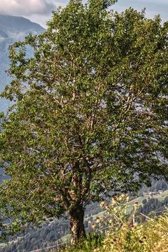 A large isolated tree on the mountain. Stock Photos