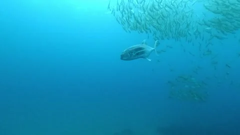 Large jackfish beneath prey school Stock Footage 322695938