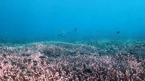 Large jackfish swimming over pristine coral surrounded by small fish Stock Footage 130238799