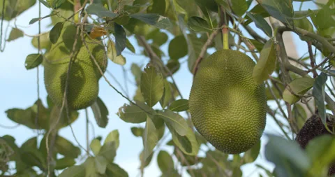 A large jackfruit is almost ripe and ready to eat.Jackfruit is plentiful. Stock Footage 316591285