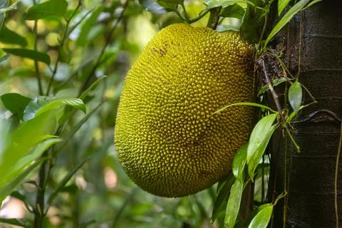 Large Jackfruit Growing on Tropical Tree 库存照片