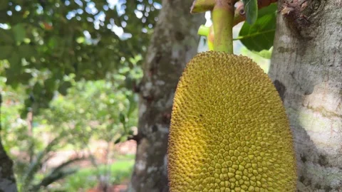 Large jackfruit grows tightly against the trunk surrounded by layered leaves and Stock Footage 329277136