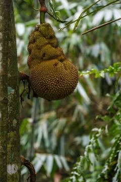 Large Jackfruit Hanging from a Tropical Tree Fotos de archivo