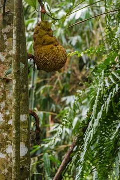 Large Jackfruit Hanging from a Tropical Tree Stock Photos