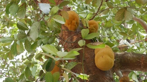 Large jackfruit hangs from a jackfruit tree in the garden. Asian summer fruits Vídeo Stock 206356098