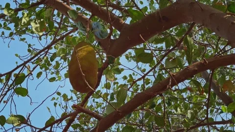 Large Jackfruit Swaying from Tree Branches Against Clear Blue Sky Stock Footage 338035078