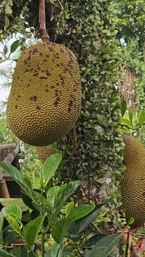 Large Jackfruit Tree with Green Fruits Growing on Trunk Stock Footage 345138653