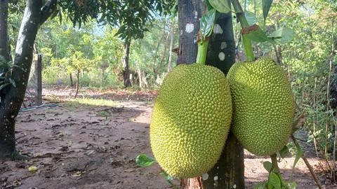 Large Jackfruits Growing on Tree in Rural Vietnam Garden Stock Photos