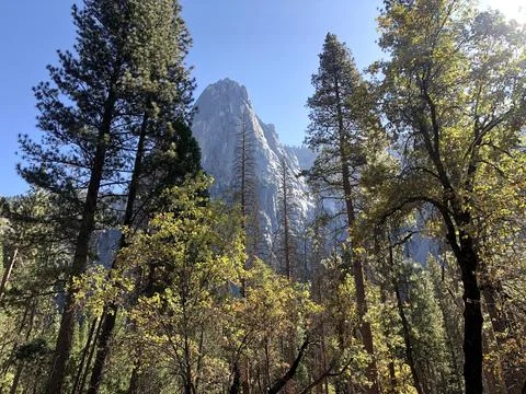Large Jagged Mountain Shot Through Pine Trees  Stock Photos