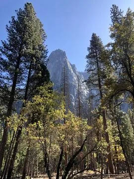 Large Jagged Mountain Shot Through Pine Trees  Stock Photos
