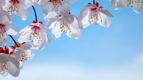 Large Japanese cherry blossoms with delicate light pink petals sway in the wind. Vídeo Stock 301677789