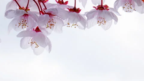 Large Japanese cherry blossoms with delicate light pink petals sway in the wind Stock Footage 301677804