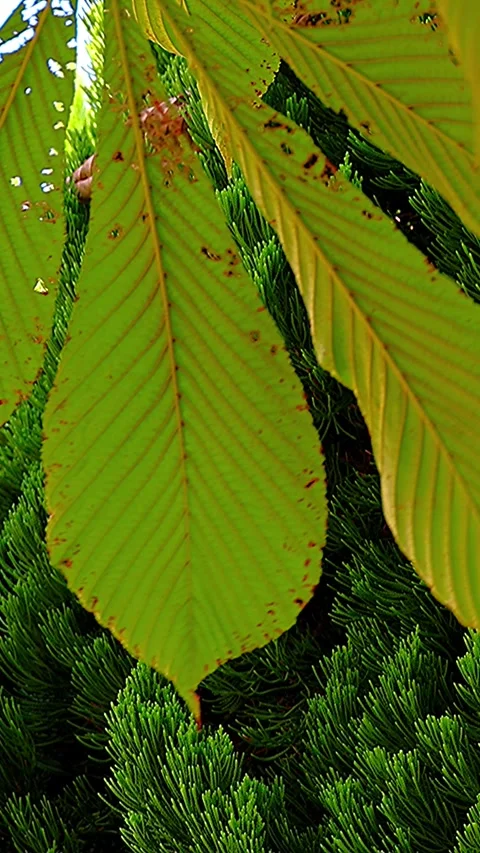 Large Japanese Horse Chestnut Leaves Deep Green Chinese Juniper Background,Verti Video stock 344417841